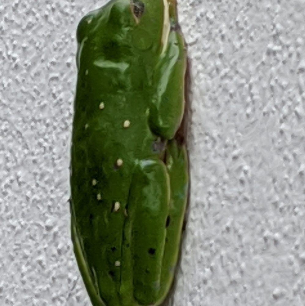 Meet your Posher, Tanya